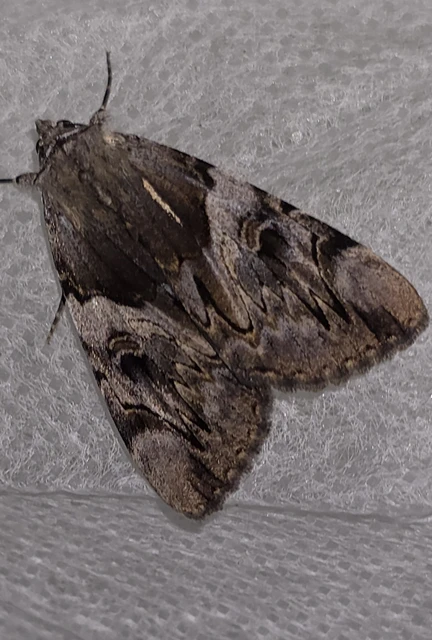 Catocala fulminea - galagonya-övesbagoly