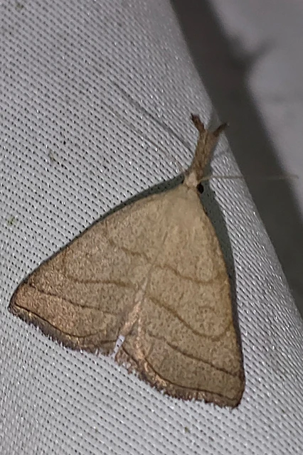 Polypogon tentacularia - sötétaljú karcsúbagoly