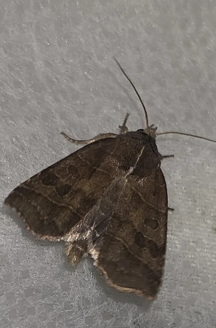 Ipimorpha retusa - sarlós fűzbagoly
