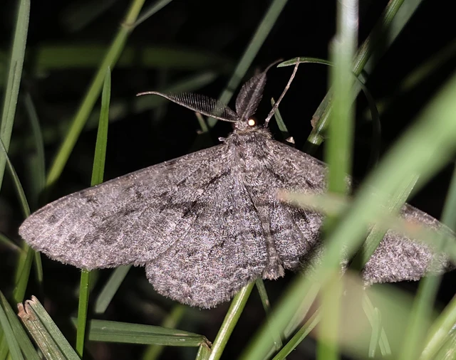 Hypomecis roboraria - nagy tölgyfaaraszoló