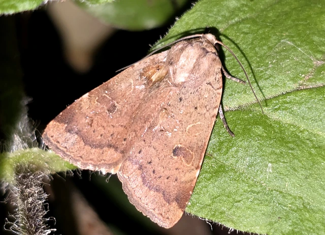 Noctua comes - kis sárgafűbagoly