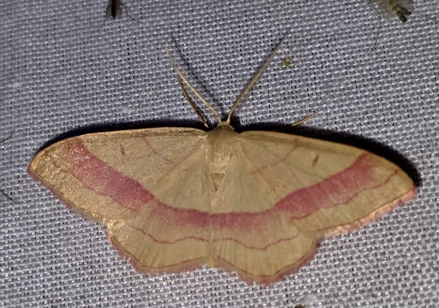 Rhodostrophia vibicaria - pirosszélű araszoló