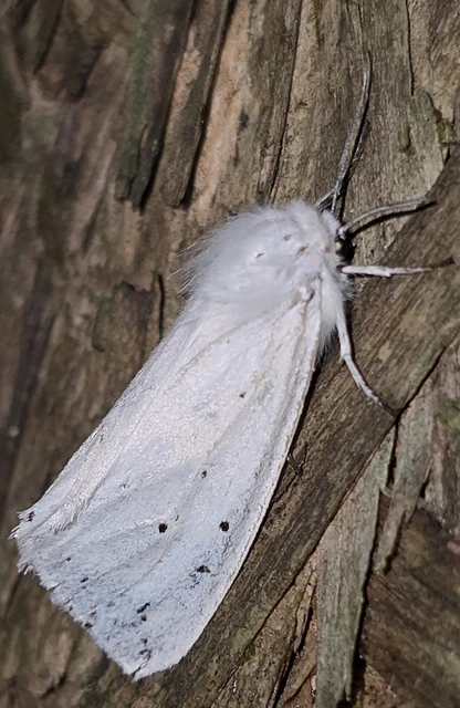 Spilosoma urticae - hószínű medvelepke