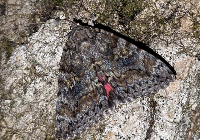 Catocala sponsa/dilecta
