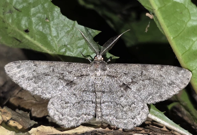 Hypomecis roboraria - nagy tölgyfaaraszoló