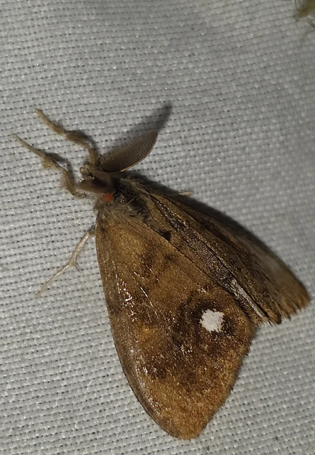 Orgyia antiqua - rozsdabarna kisszövő