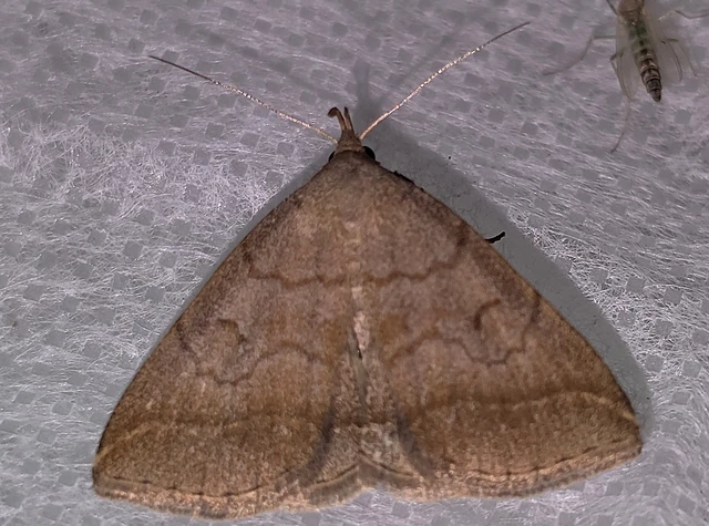 Zanclognatha lunalis - pelyheslábú karcsúbagoly