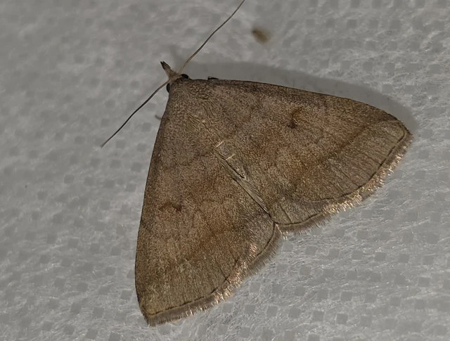 Zanclognatha lunalis - pelyheslábú karcsúbagoly