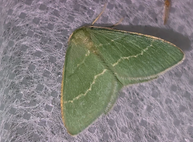Chlorissa cloraria - sárgászöld araszoló