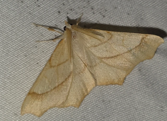 Ennomos quercinaria - tölgyfa-levélaraszoló