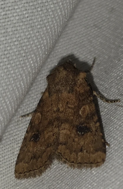 Atypha pulmonaris - tüdőfű-levélbagoly