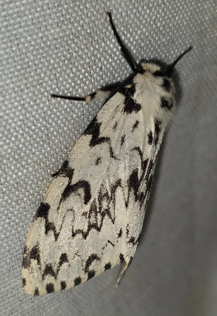 Lymantria monacha - apácalepke