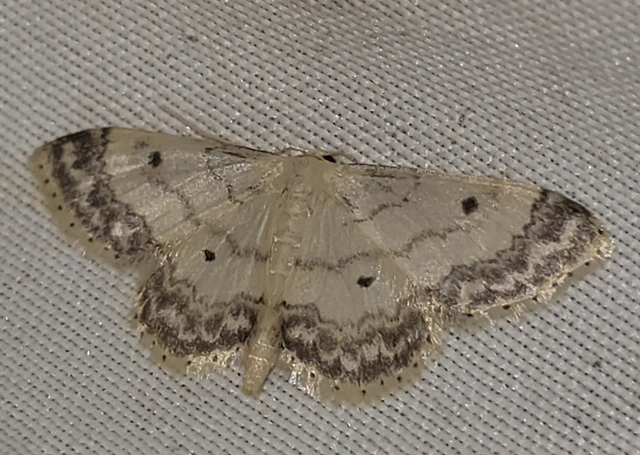 Idaea biselata - mocsári sávosaraszoló