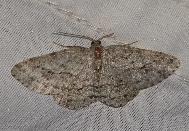 Ectropis crepuscularia - avararaszoló