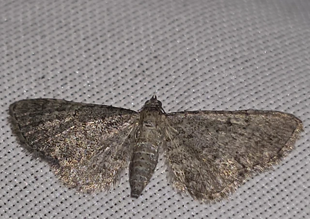 Eupithecia