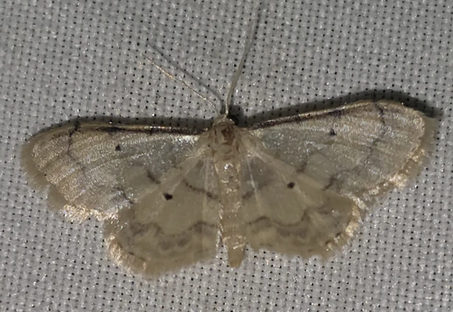Idaea politaria - vonalas apróaraszoló