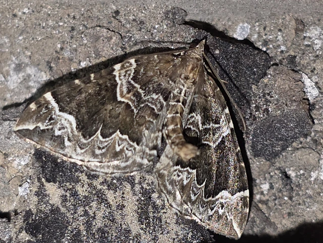 Eulithis prunata - kökény-tarkaaraszoló