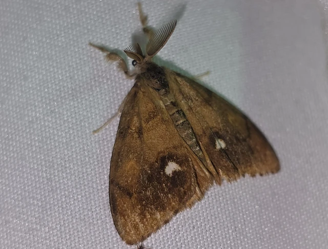 Orgyia antiqua - rozsdabarna kisszövő
