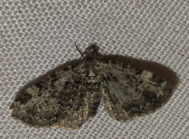 Pasiphila rectangulata - almavirág-araszoló