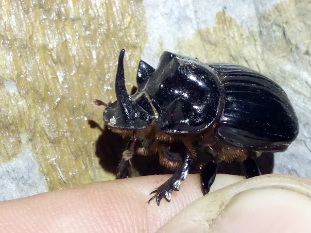 Copris lunaris - közönséges holdszarvú-ganéjtúró