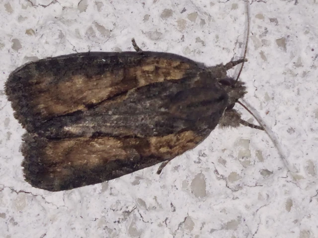 Bryophila raptricula/felina
