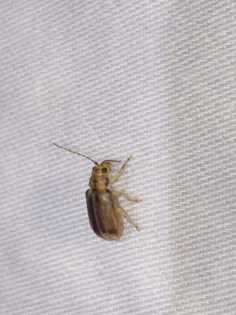 Pyrrhalta viburni - bangita-olajosbogár