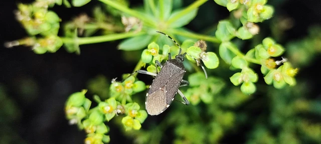 Dicranocephalus