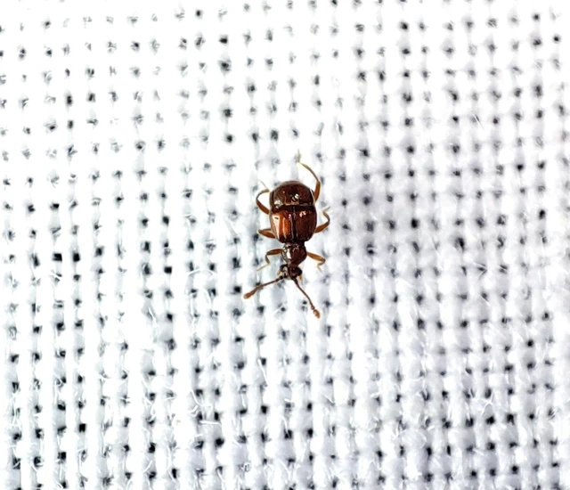 Staphylinidae - holyvafélék