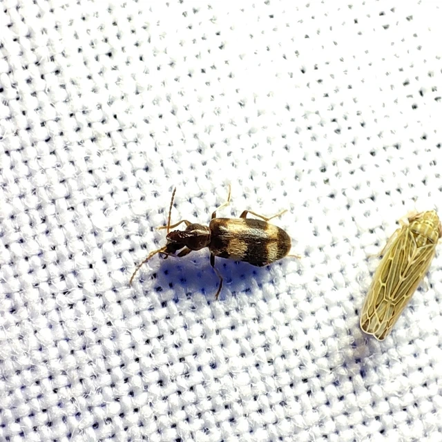 Notoxus trifasciatus - szalagos nyakszarvúbogár