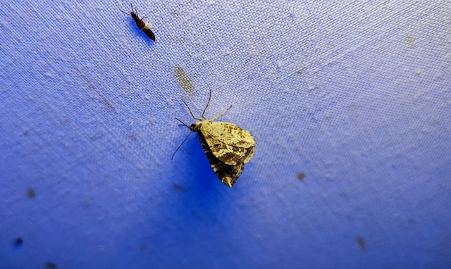 Epirrhoe alternata - galaj-tarkaaraszoló
