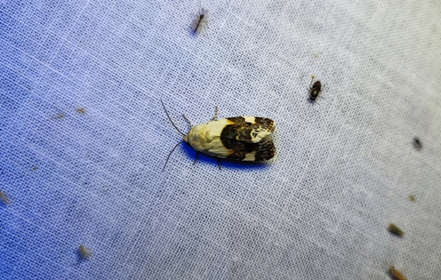 Acontia lucida - fehér nappalibagoly