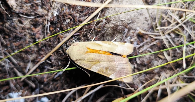 Noctua fimbriata - szélessávú sárgafűbagoly