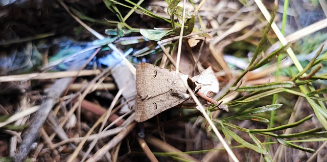 Lygephila craccae - gyakori csüdfűbagoly