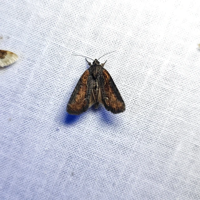 Bryophila raptricula/felina