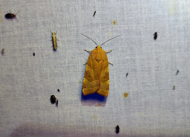 Noctua fimbriata - szélessávú sárgafűbagoly