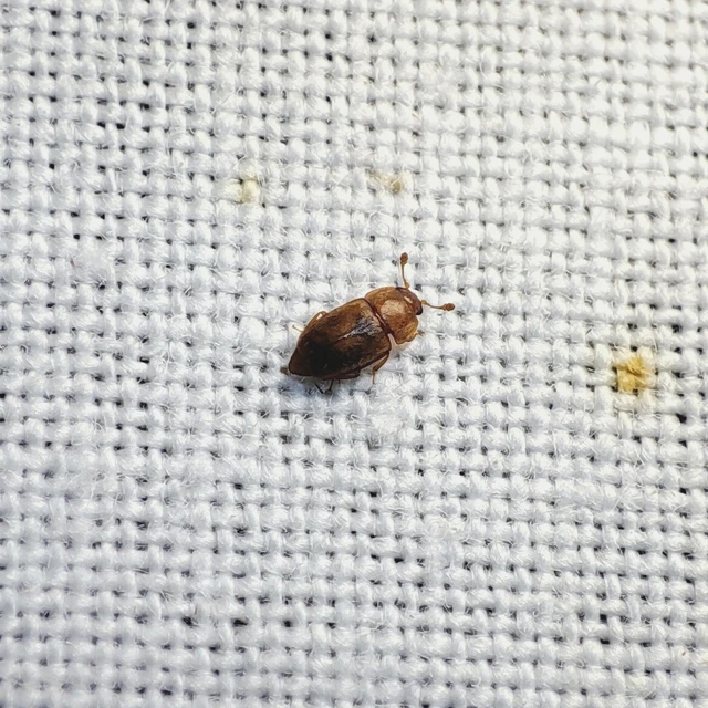 Nitidulidae - fénybogárfélék Nitidulidae - fénybogárfélék