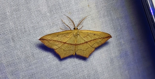 Timandra comae - piroscsíkos csipkésaraszoló
