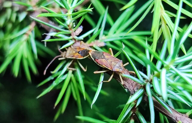 Gonocerus juniperi - boróka-karimáspoloska