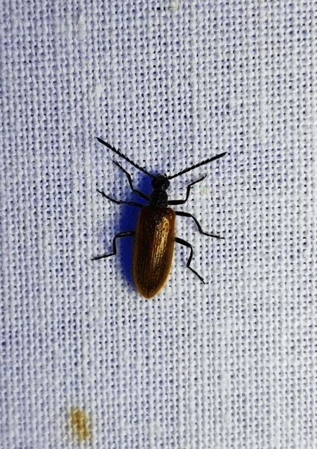 Lagria