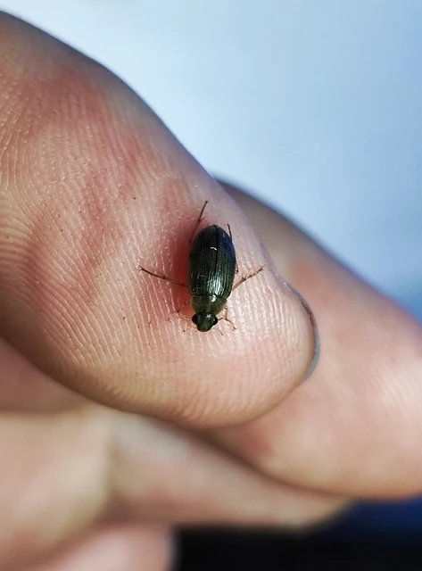 Hydrophilidae - csiborfélék