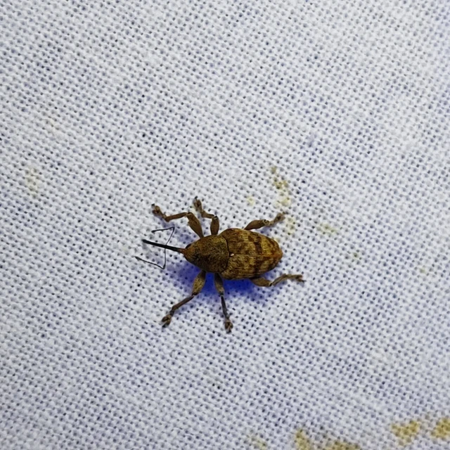 Curculio venosus - tarajos zsuzsóka