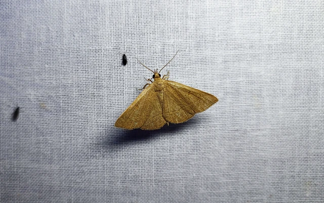 Paracolax tristalis - sárgás karcsúbagoly