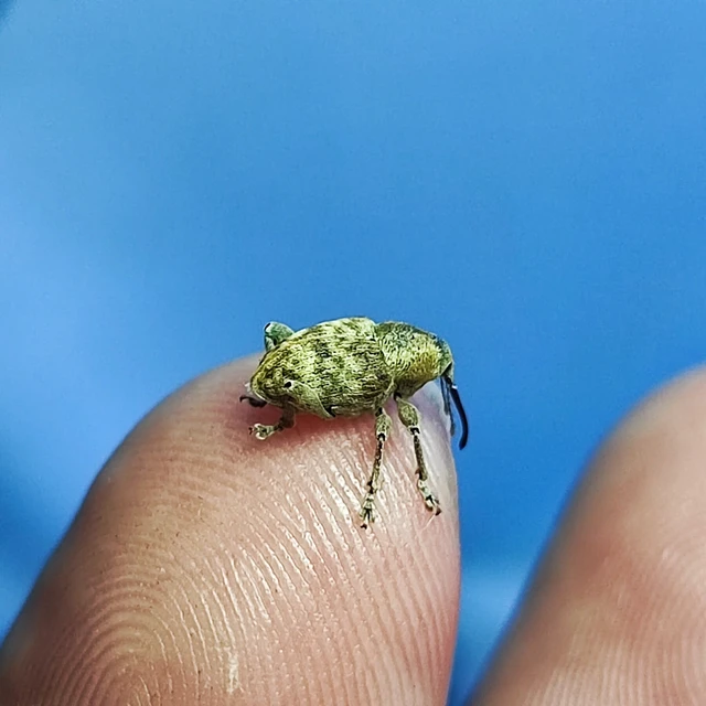 Curculio venosus - tarajos zsuzsóka