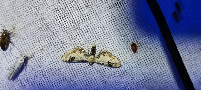 Eupithecia centaureata - búzavirág-törpearaszoló