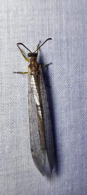 Myrmeleontidae - hangyalesők