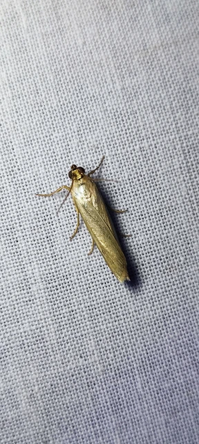 Selagia argyrella - ezüstös karcsúmoly