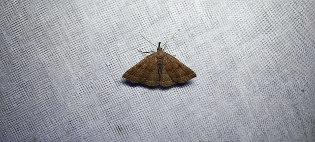 Pechipogo plumigeralis - tollascsápú karcsúbagoly