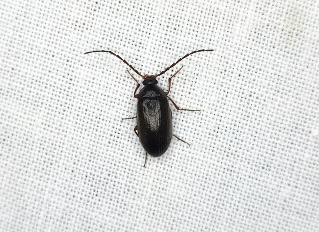 Tenebrionidae - gyászbogárfélék