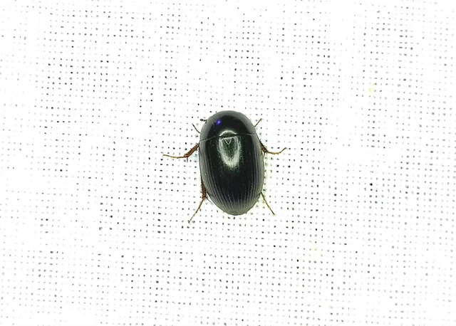Hydrophilidae - csiborfélék