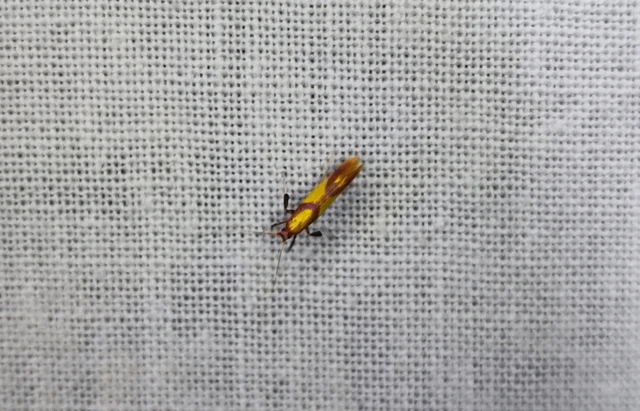 Caloptilia alchimiella - tölgygöngyölő keskenymoly